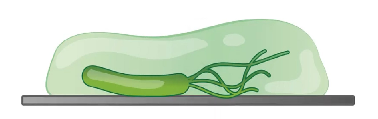 Biofilm